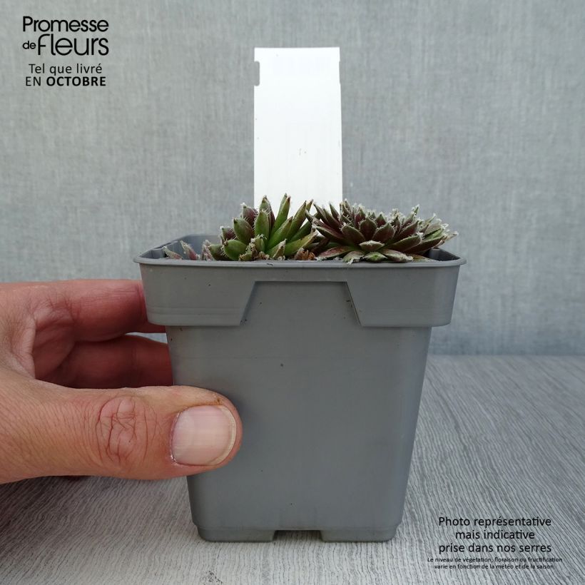 Sempervivum Chick Charms Plum Perfect  - Joubarbe Pot de 10 cm/11cm sample as delivered in autumn