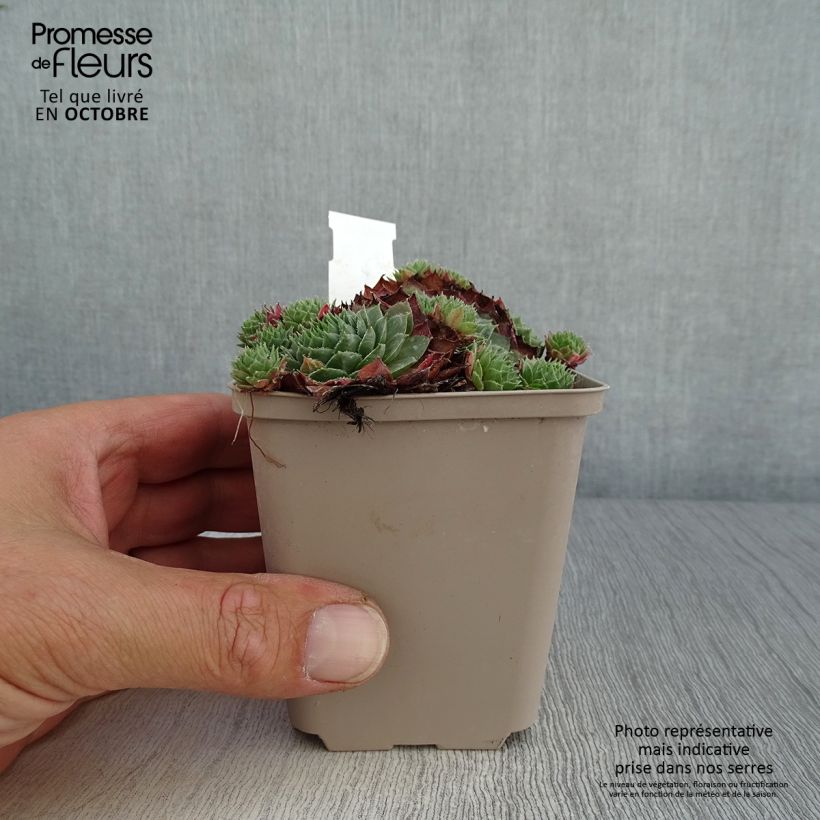 Sempervivum Granat - Joubarbe hybride poupre et vert amande Godet de 8/9 cm sample as delivered in autumn