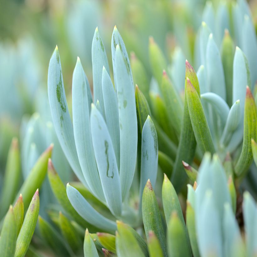 Senecio serpens Blue Chalk (Foliage)