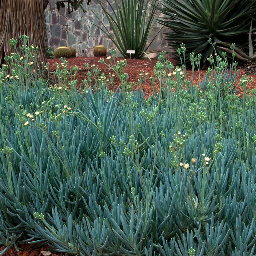 Senecio serpens Blue Chalk (Plant habit)