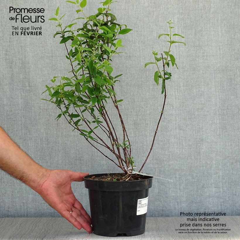 Seringat - Philadelphus Snowbelle en pot de 2L/3L sample as delivered in autumn