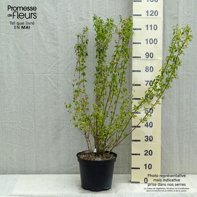 Philadelphus Snowbelle - Mock Orange 7.5L/10L potShipped height around 80/100cm sample as delivered in spring