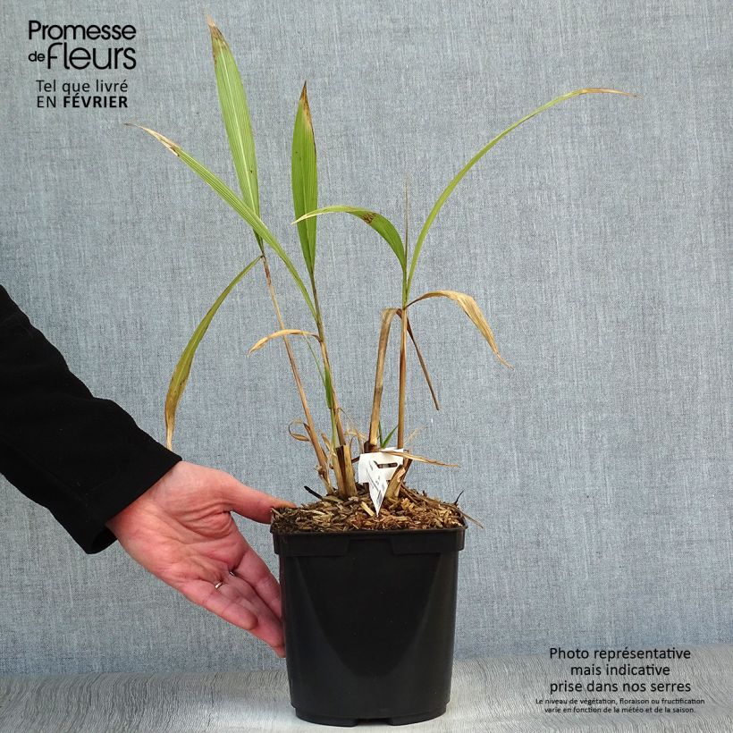 Setaria palmifolia - Herbe-palmier Pot de 2L/3L sample as delivered in winter