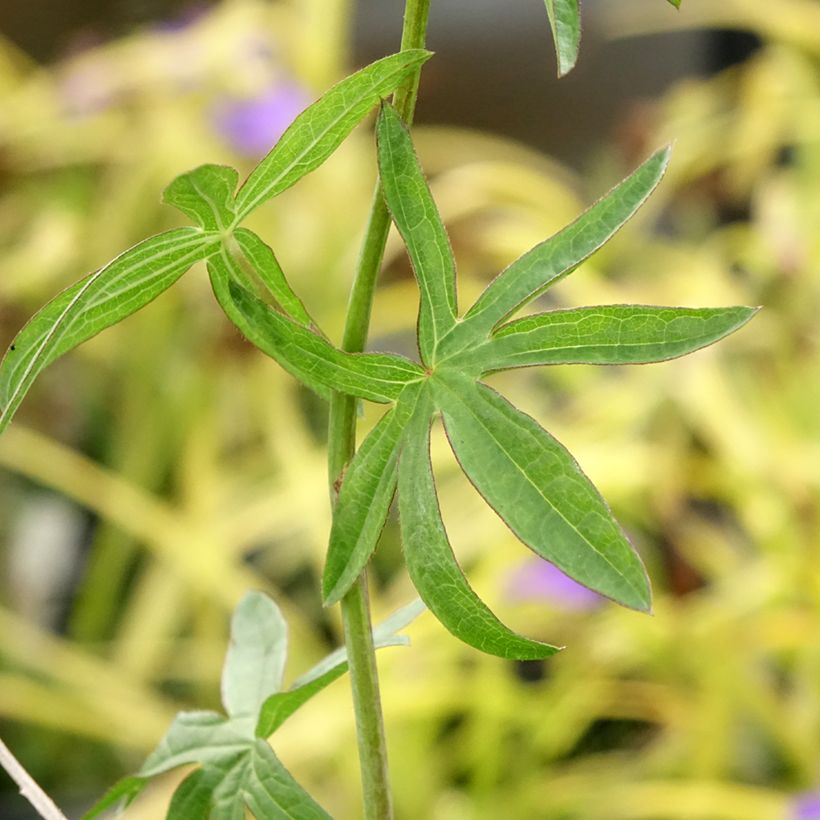 Sidalcea Candy Girl (Foliage)