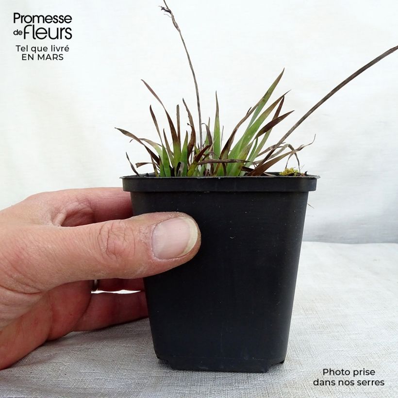 Sisyrinchium Lucerne - Bermudienne hybride Godet de 8/9 cm sample as delivered in winter