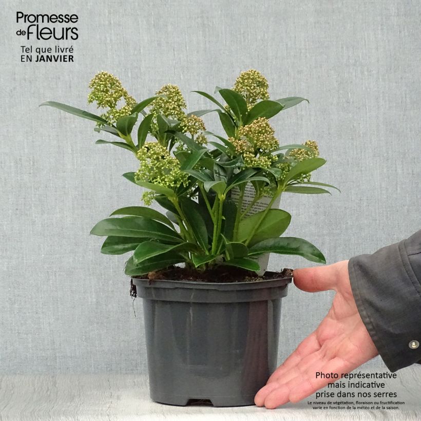 Skimmia japonica Fragrant Cloud Pot de 2L sample as delivered in winter