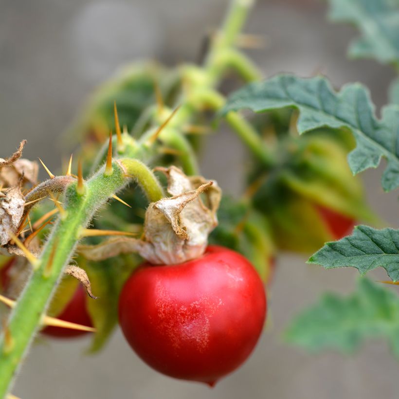 Solanum sisymbriifolium Starbenas - Sticky nightshade (Harvest)