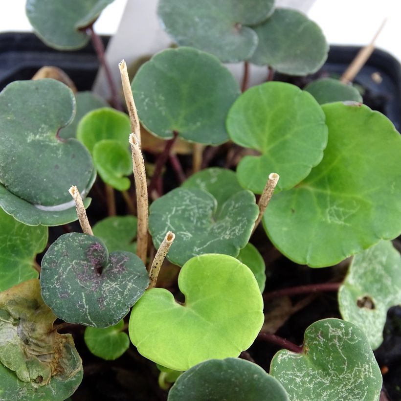 Soldanella villosa (Foliage)