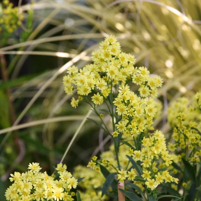 Solidaster luteus Lemore (Plant habit)