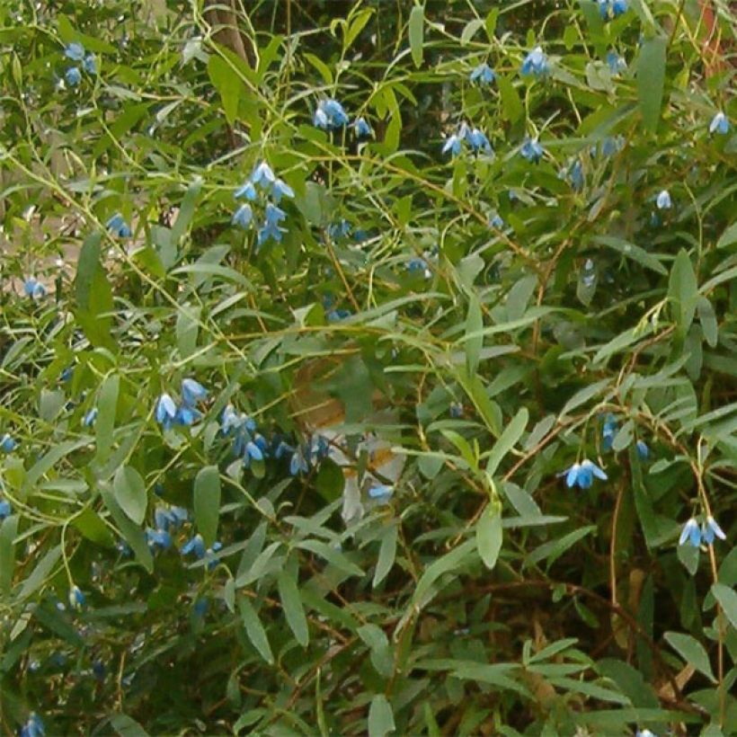 Sollya heterophylla - Billardiera heterophylla (Flowering)