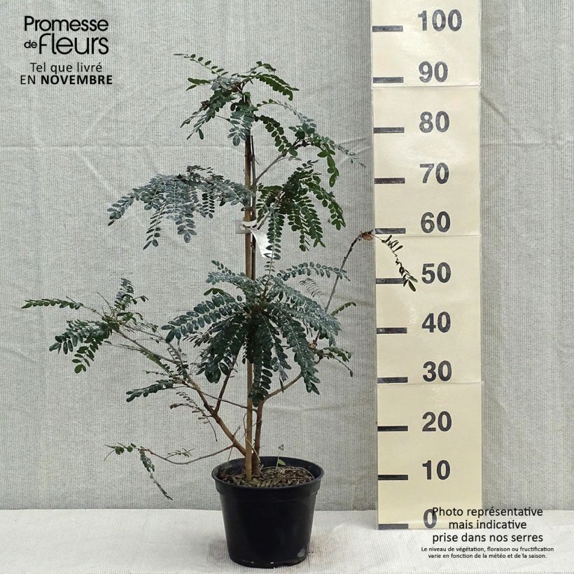 Sophora microphylla Sun King Pot de 2L/3L sample as delivered in autumn