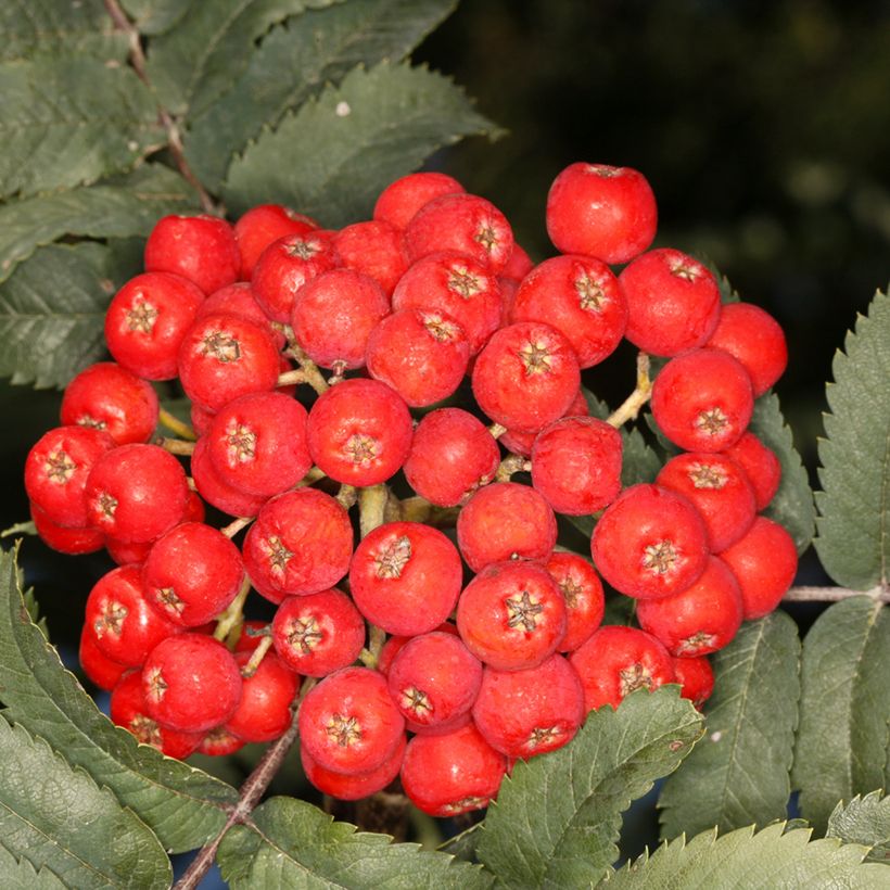 Sorbus aucuparia Fastigiata - Rowan (Harvest)