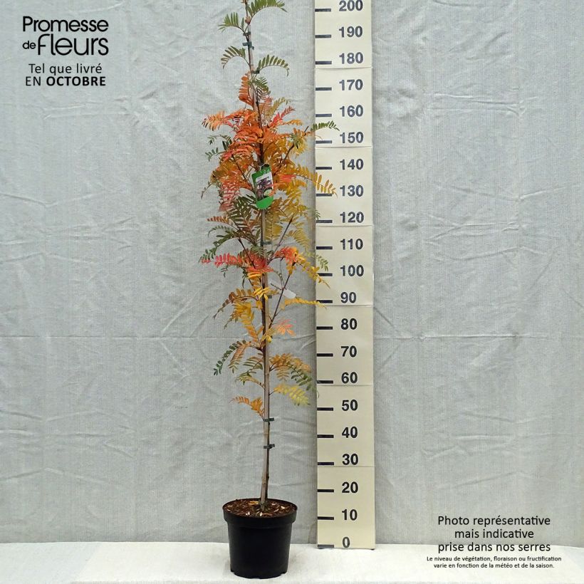 Sorbus scalaris - Sorbier à feuilles de fougère Pot de 7,5L/10L sample as delivered in autumn