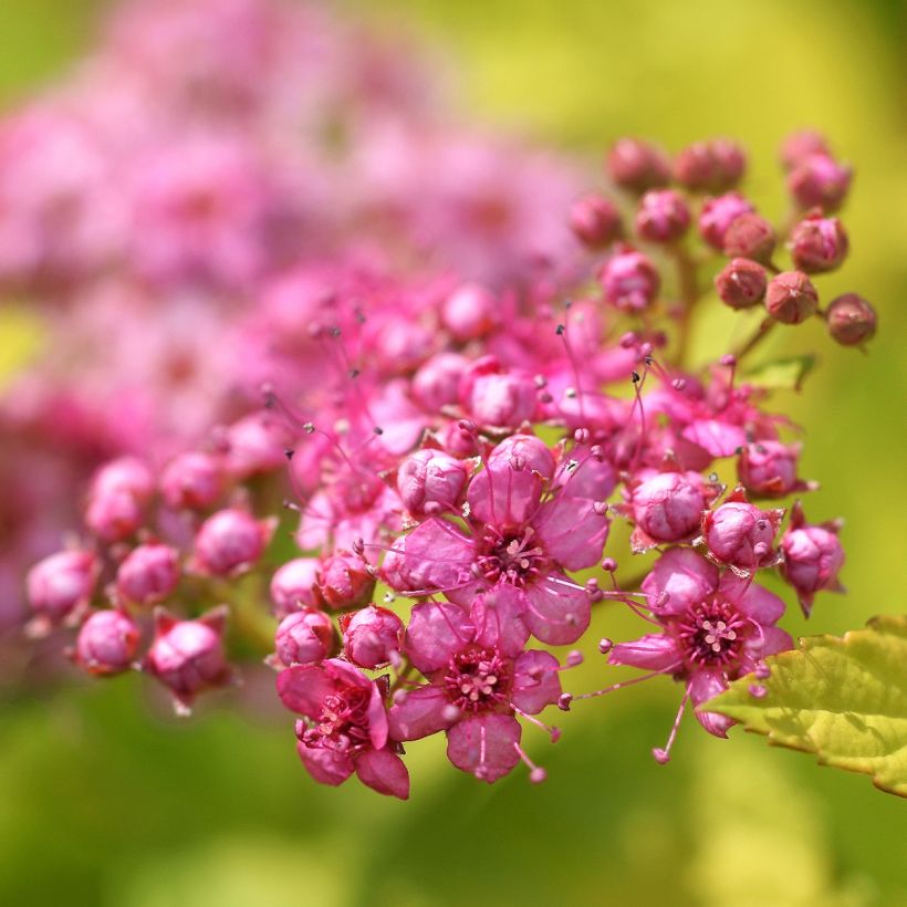 Spiraea japonica Pink & Gold (Flowering)