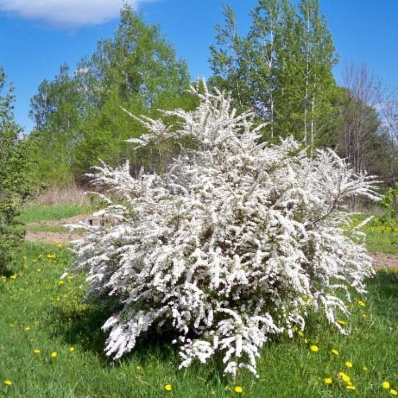 Spiraea prunifolia (Plant habit)