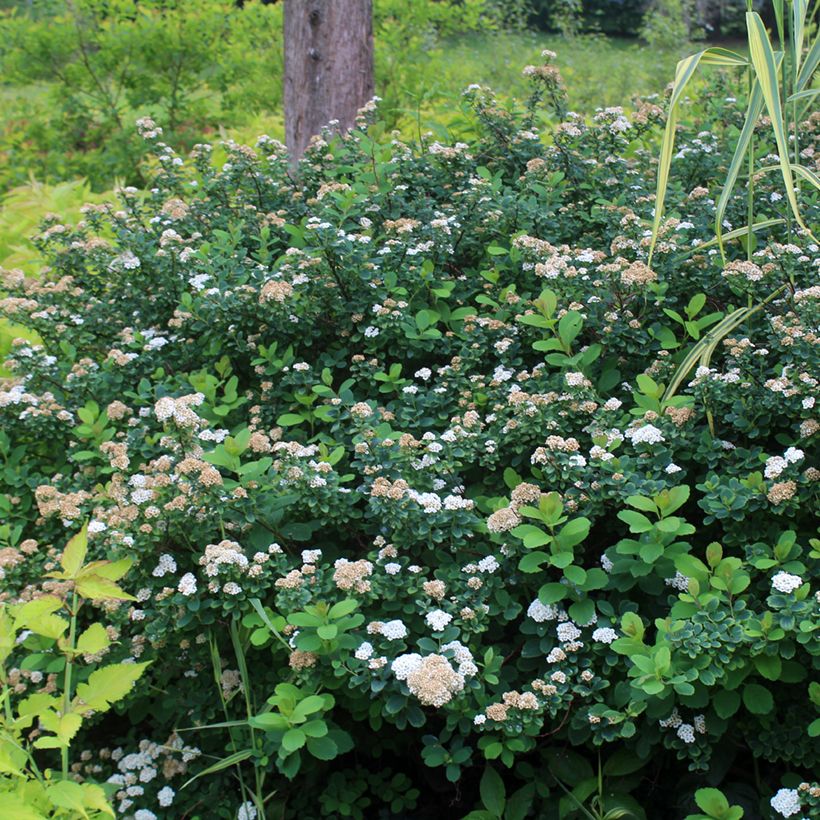 Spiraea betulifolia Tor (Plant habit)