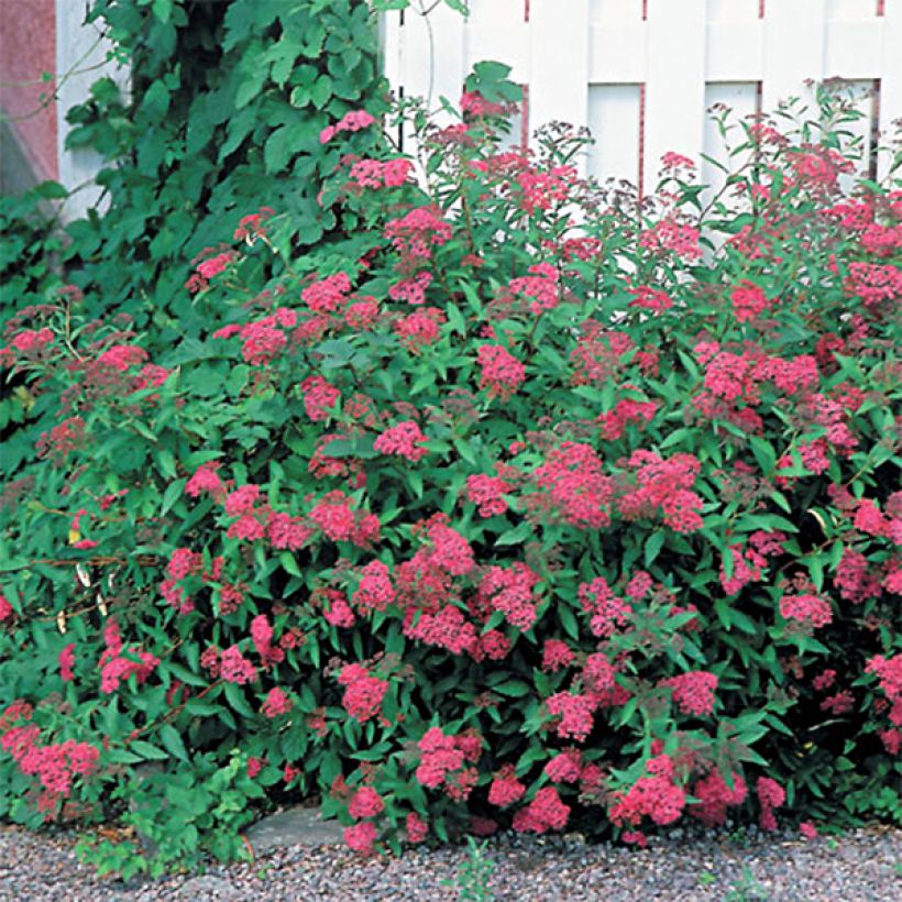 Spiraea japonica Anthony Waterer (Plant habit)