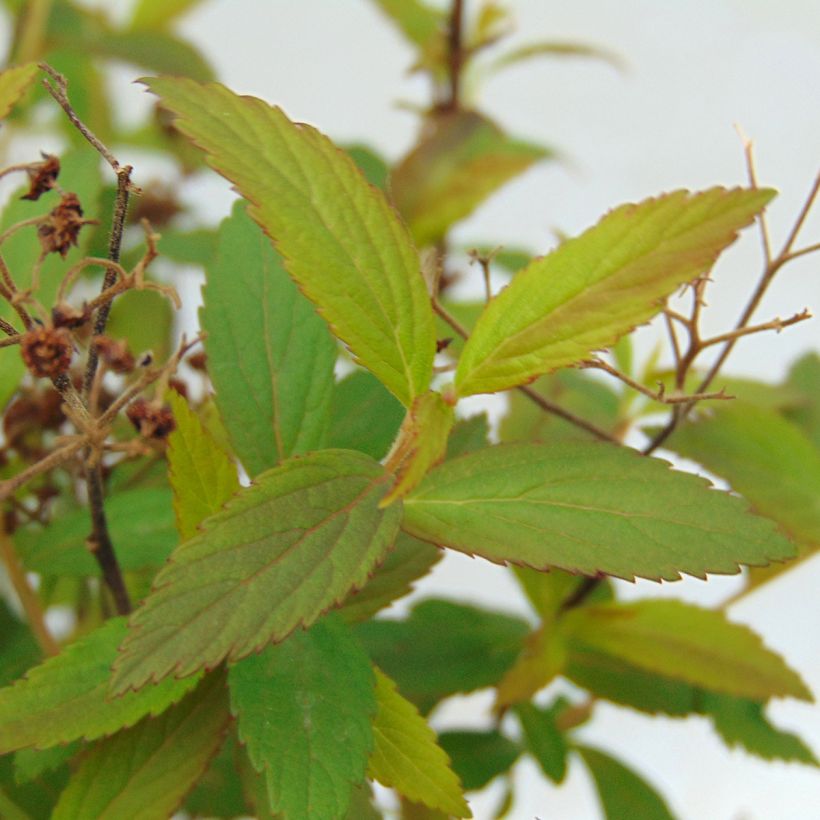 Spiraea japonica Anthony Waterer (Foliage)