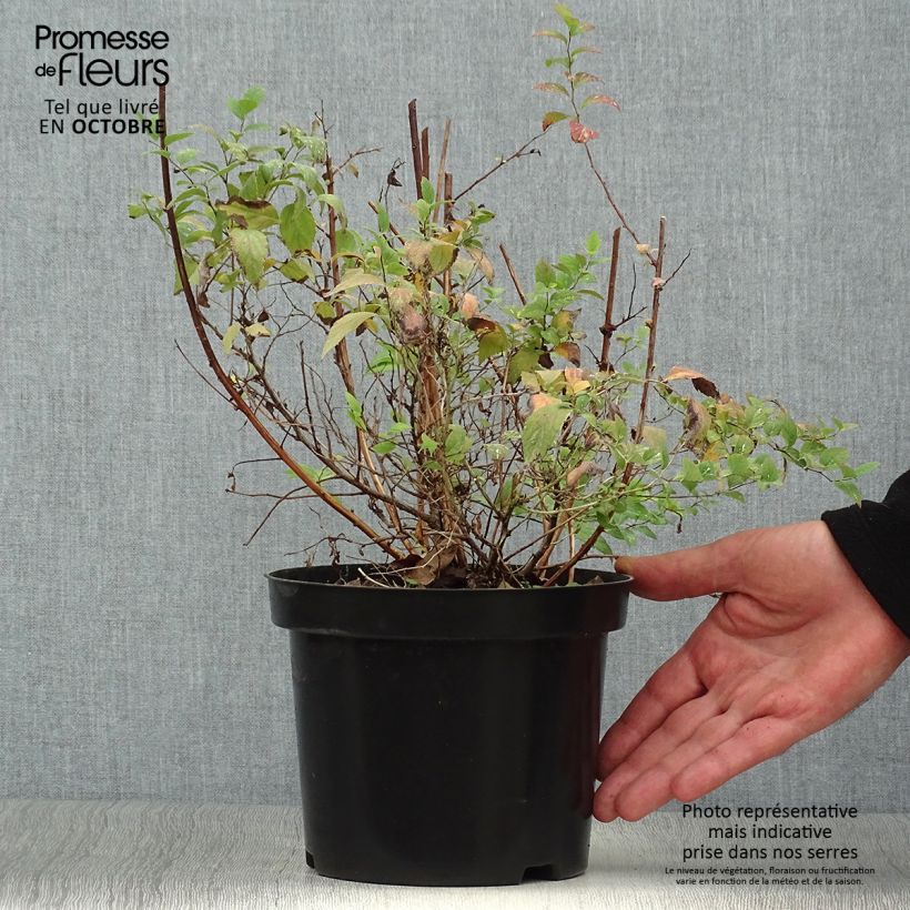 Spirée japonaise Firelight- Spiraea japonica Pot de 3L/4L sample as delivered in autumn