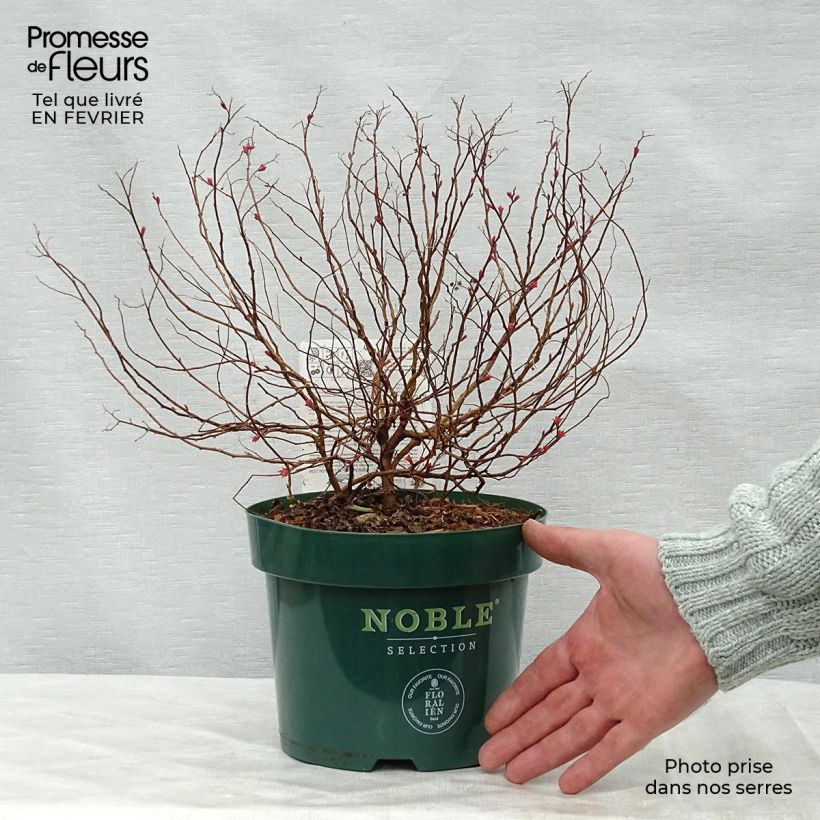 Spirée japonaise Magic Carpet en pot de 2L/3L.- Spiraea japonica sample as delivered in winter