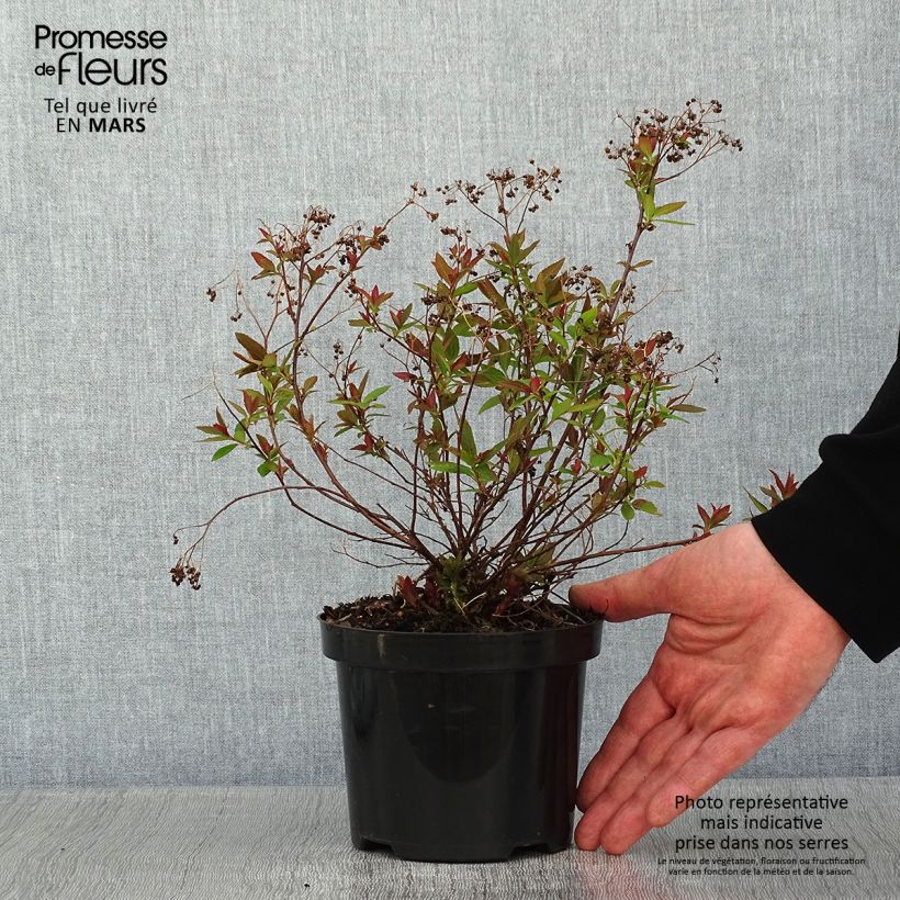 Spirée japonaise Shirobana - Spiraea japonica en pot de 1L/1,5L sample as delivered in winter