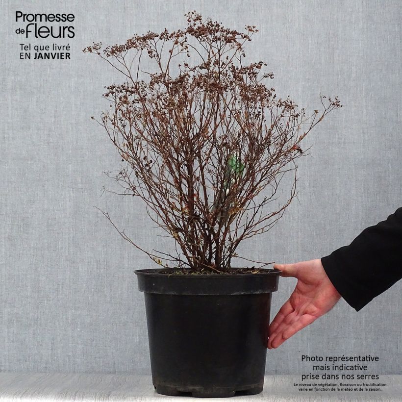 Spirée japonaise Shirobana - Spiraea japonica en pot de 7,5L/10L sample as delivered in winter