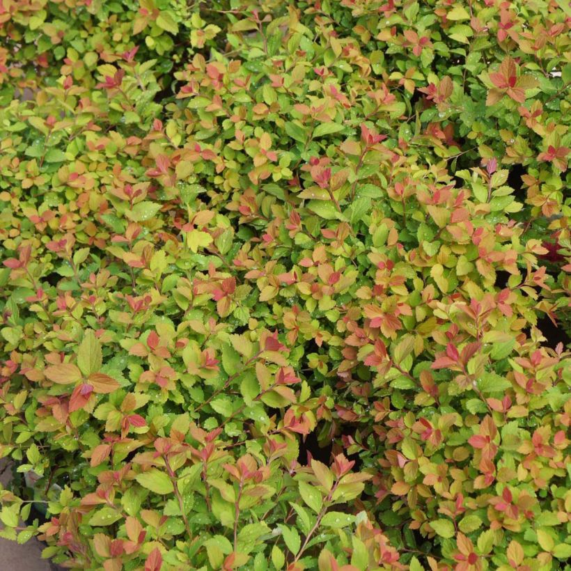 Spiraea japonica Sparkling Champagne (Foliage)