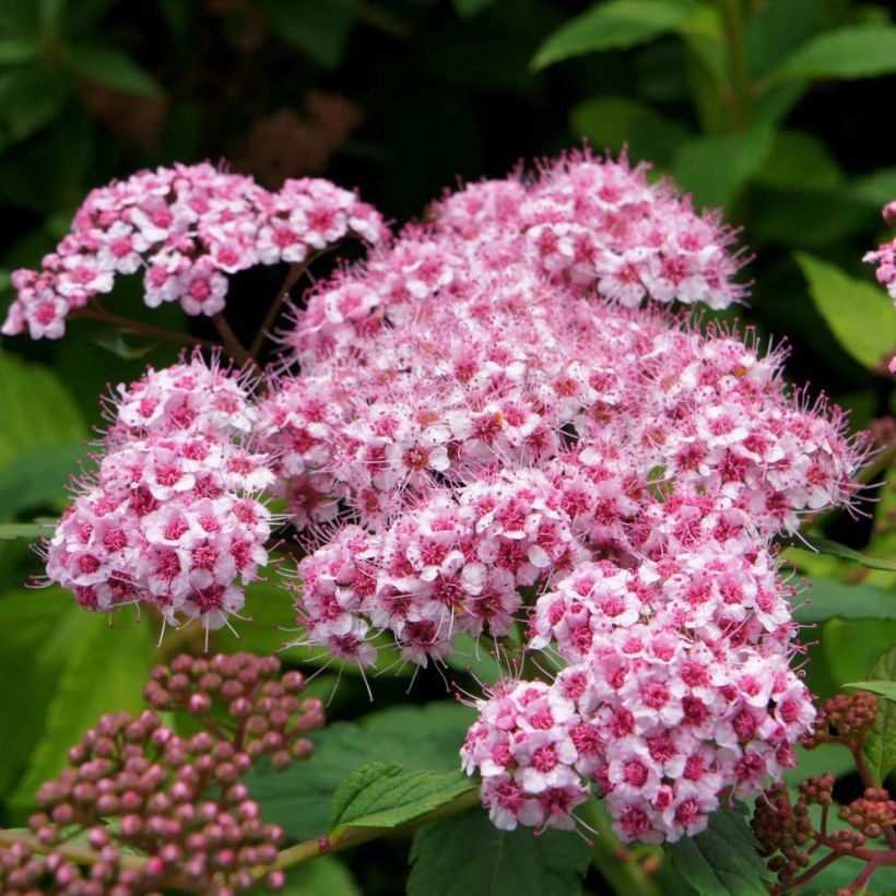 Spiraea japonica Sparkling Champagne (Flowering)