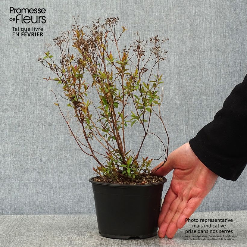 Spirée japonaise - Spiraea japonica Dart's Red en pot de 1L/1,5L sample as delivered in winter