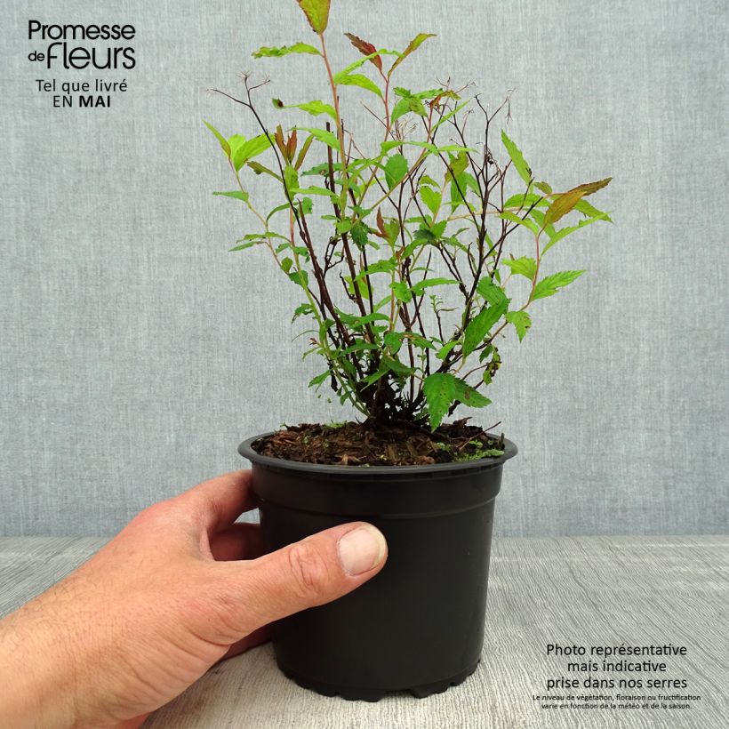 Spiraea japonica Darts Red 1L/1.5L potShipped height around 20/25cm sample as delivered in spring