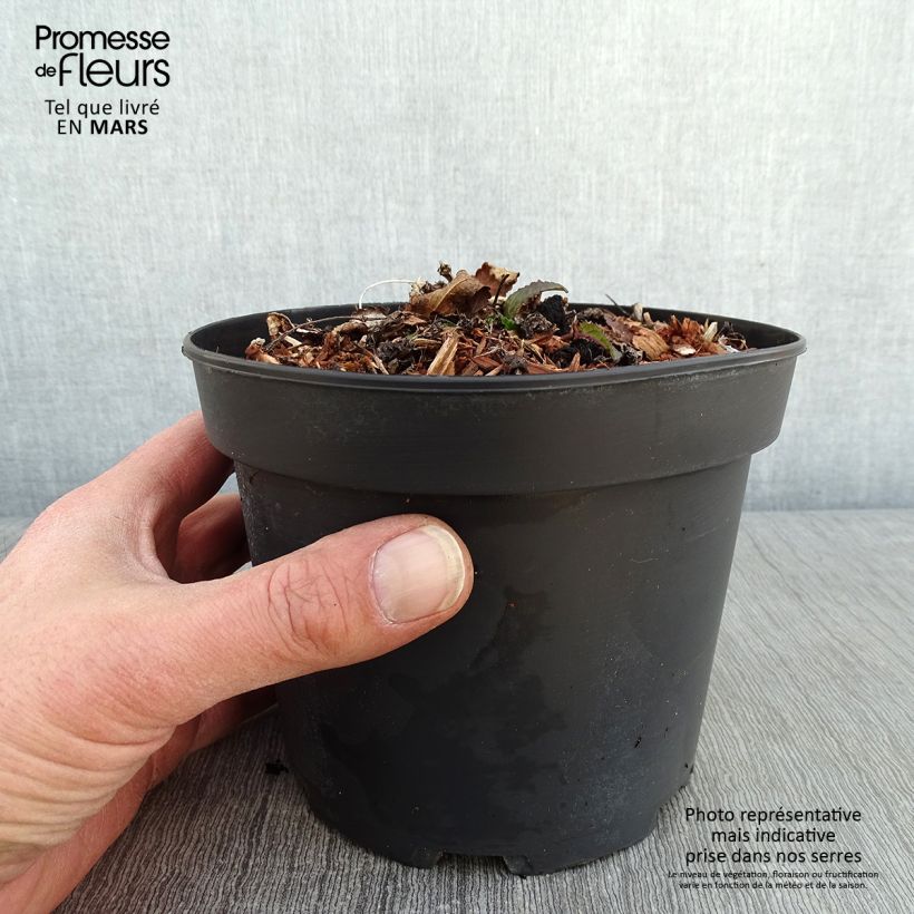 Stachys monieri Hummelo - Epiaire en pot de 2L/3L sample as delivered in winter