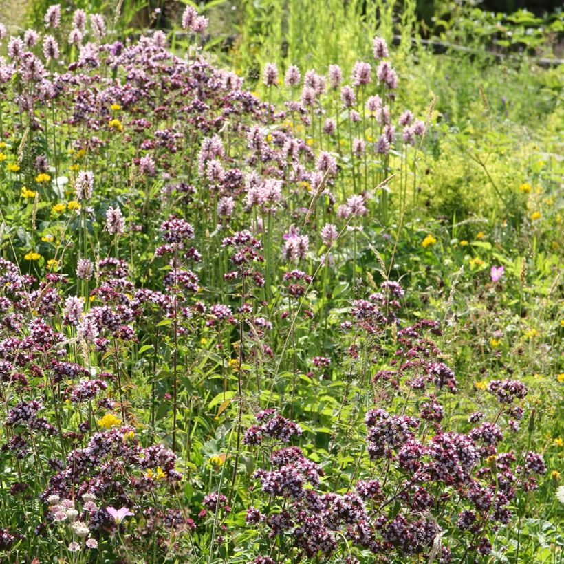 Stachys officinalis Pink Cotton Candy (Plant habit)