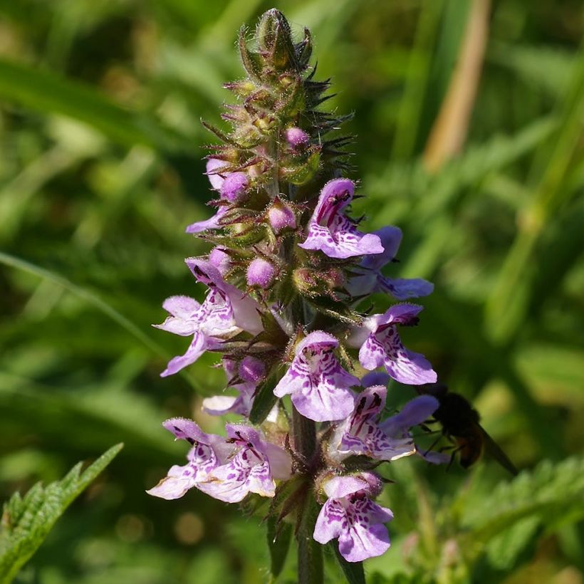 Stachys palustris (Flowering)