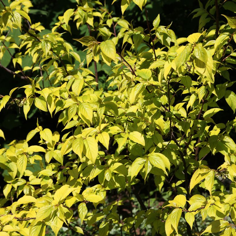 Stachyurus chinensis Goldbeater (Foliage)