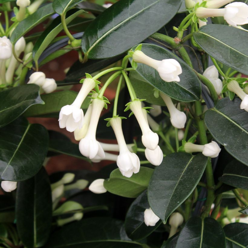 Stephanotis jasminoides (Foliage)