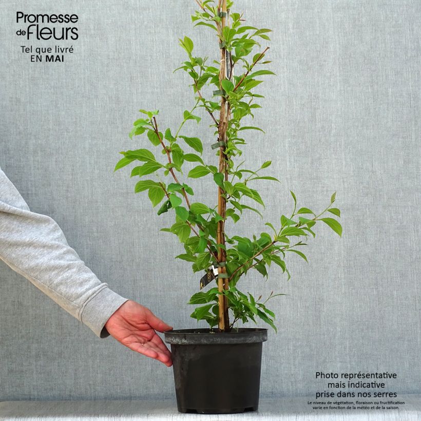 Stewartia pseudocamellia - Stuartie Pot de 3L/4L sample as delivered in spring