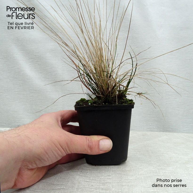 Stipa capillata - Stipe capillaire en godet de 9 cm sample as delivered in winter