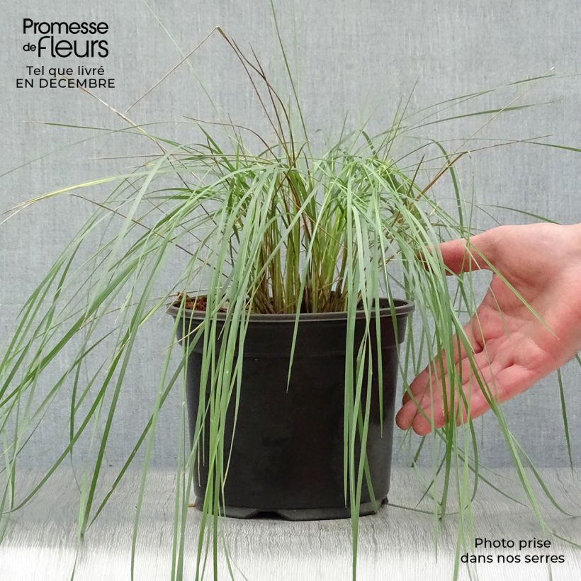 Stipa gigantea - Stipe géante en pot de 2L/3L sample as delivered in winter