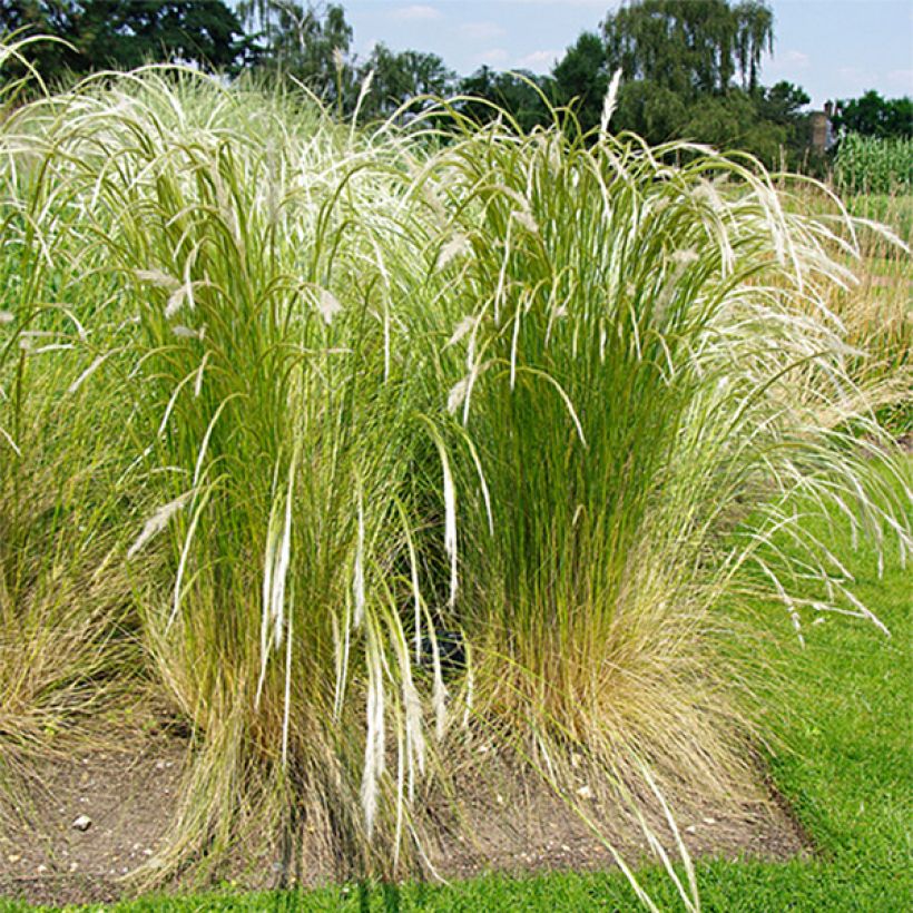 Stipa ichu (Plant habit)