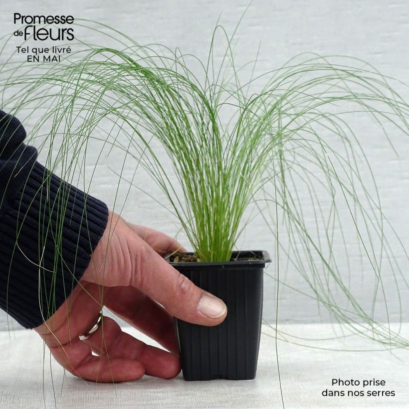 Stipa tenuifolia - Cheveux d'ange Pony Tails Godet de 7/8 cm sample as delivered in spring