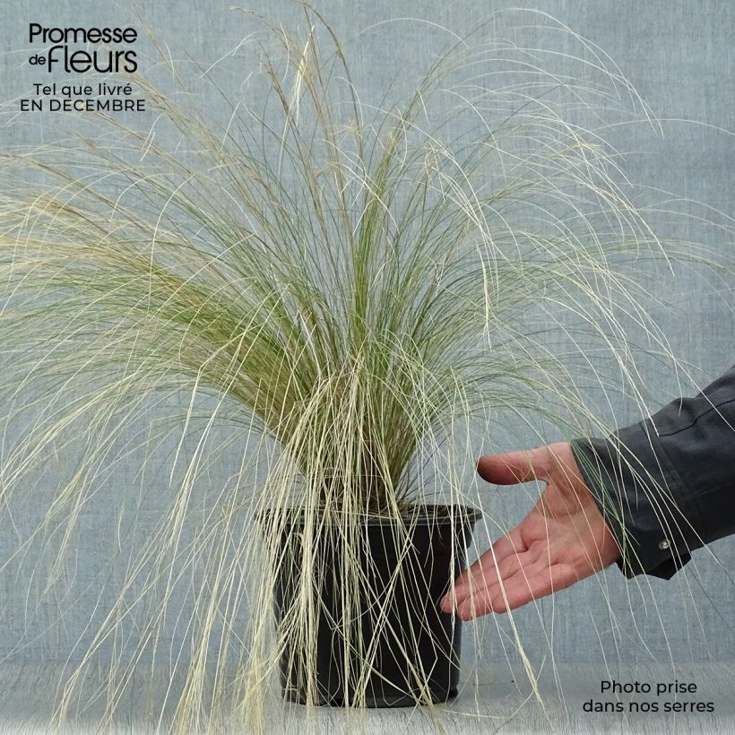 Stipa tenuifolia - Cheveux d'ange pot de 2L sample as delivered in winter