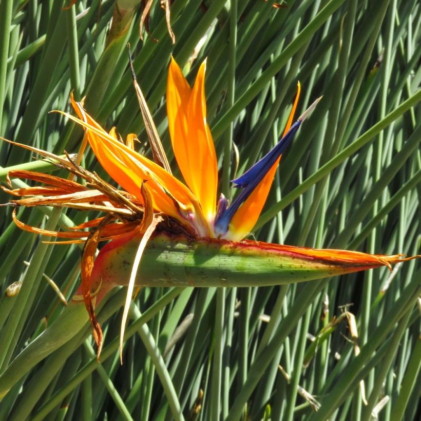 Strelitzia juncea (Flowering)