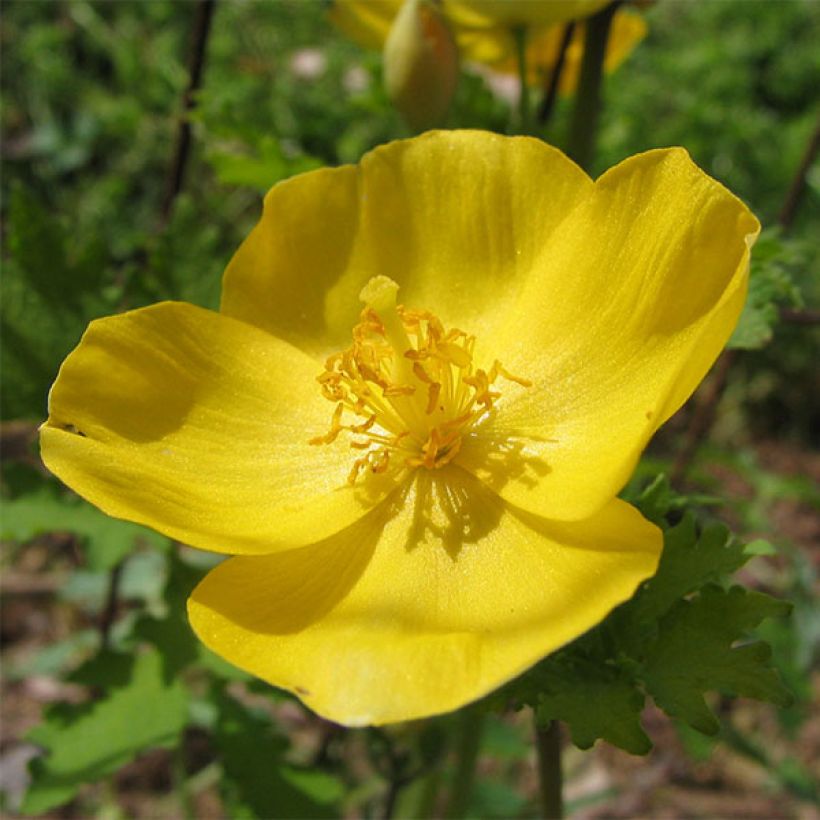 Stylophorum lasiocarpum (Flowering)