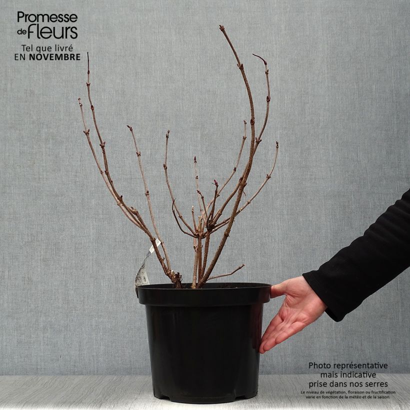 Sureau noir - Sambucus nigra Black Lace (Eva) en pot de 10L sample as delivered in autumn