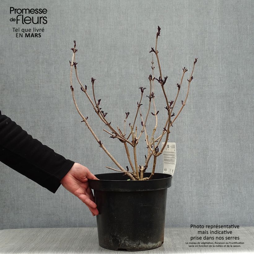 Sureau noir - Sambucus nigra Black Lace (Eva) en pot de 10L sample as delivered in winter