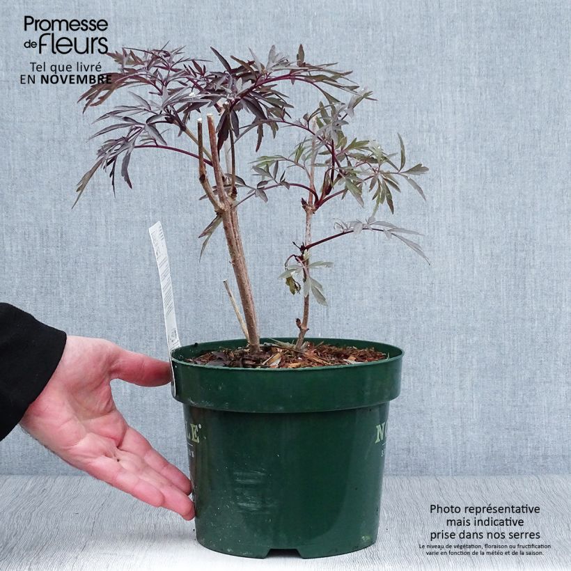 Sureau noir - Sambucus nigra Black Lace (Eva) en pot de 2L sample as delivered in autumn