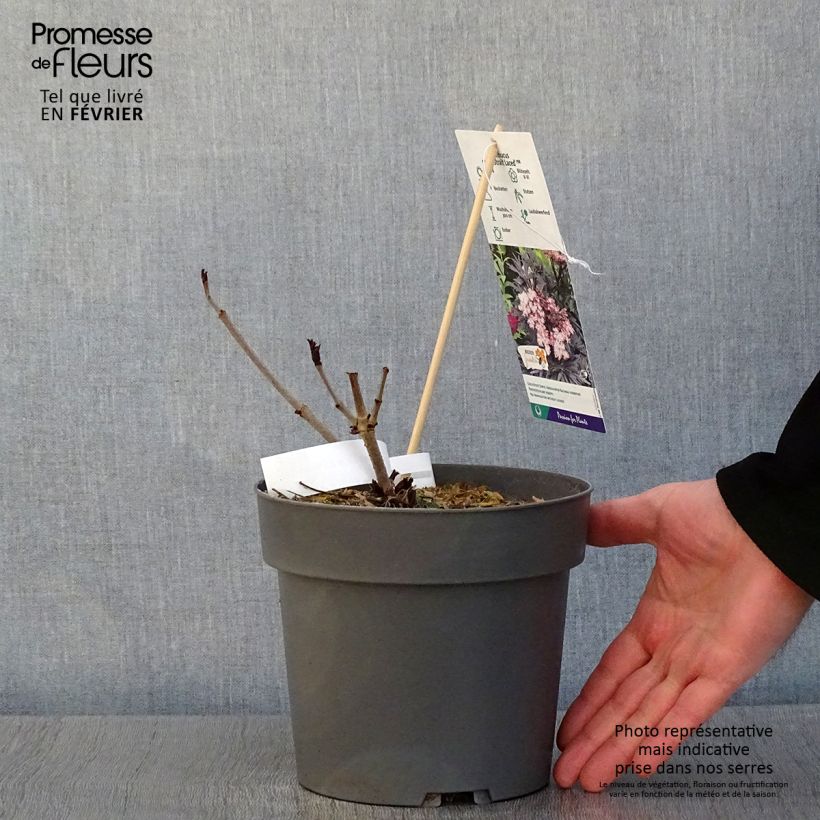 Sureau noir - Sambucus nigra Straight Laced Pot de 3L/4L sample as delivered in winter