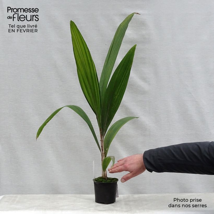 Syagrus romanzoffiana - Palmier de la reine en pot de 12 cm sample as delivered in winter