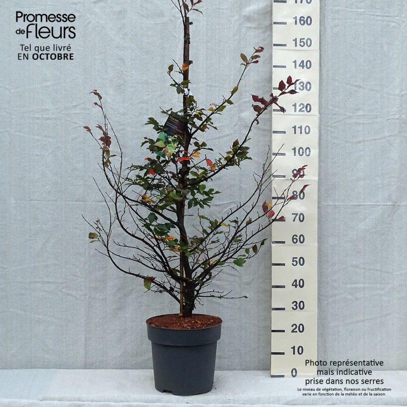 Sycoparrotia semidecidua Purple Haze  Pot de 16.5L sample as delivered in autumn