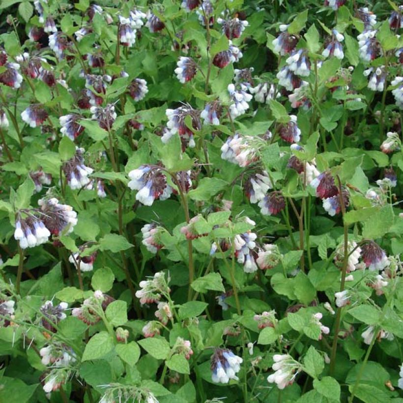 Symphytum grandiflorum Sky Blue Pink - Comfrey (Plant habit)